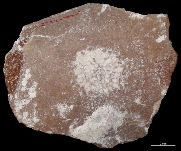 Senckenberg, Bryozoa, Bryozoen, Moostierchen, Sammlung Voigt