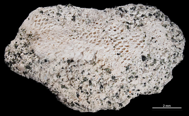 Senckenberg, Bryozoa, Bryozoen, Moostierchen, Sammlung Voigt