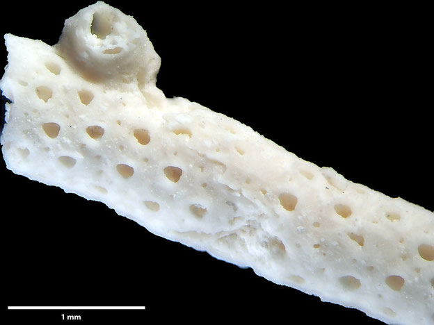 Senckenberg, Bryozoa, Bryozoen, Moostierchen, Sammlung Voigt