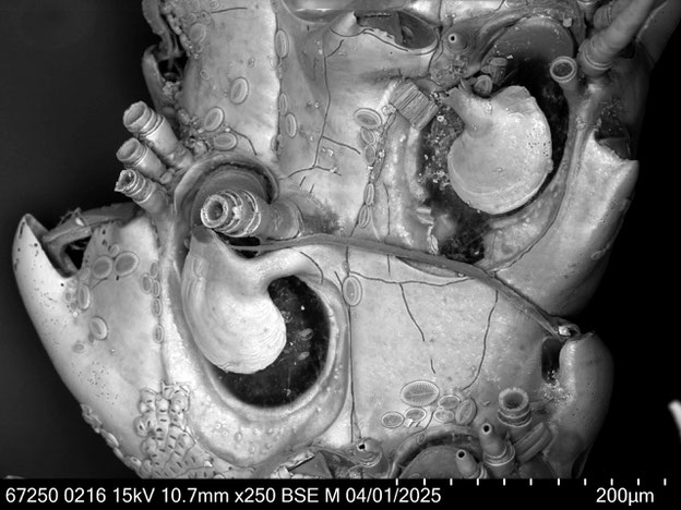 Senckenberg, Bryozoa, Bryozoen, Moostierchen, Sammlung Voigt