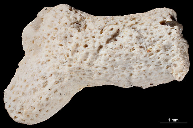 Senckenberg, Bryozoa, Bryozoen, Moostierchen, Sammlung Voigt