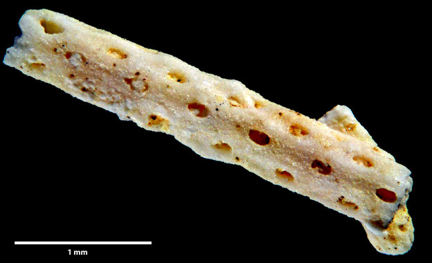 Senckenberg, Bryozoa, Bryozoen, Moostierchen, Sammlung Voigt