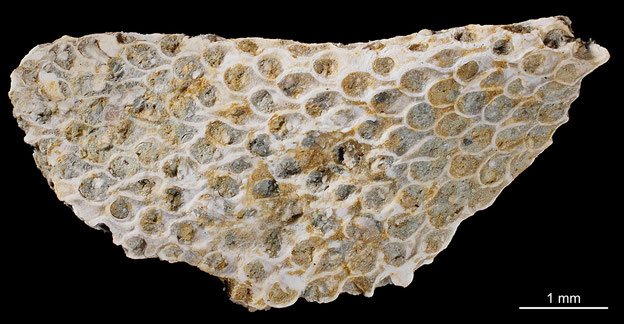 Senckenberg, Bryozoa, Bryozoen, Moostierchen, Sammlung Voigt