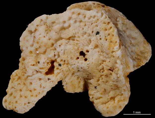 Senckenberg, Bryozoa, Bryozoen, Moostierchen, Sammlung Voigt