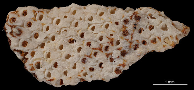 Senckenberg, Bryozoa, Bryozoen, Moostierchen, Sammlung Voigt