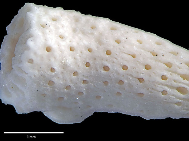 Senckenberg, Bryozoa, Bryozoen, Moostierchen, Sammlung Voigt