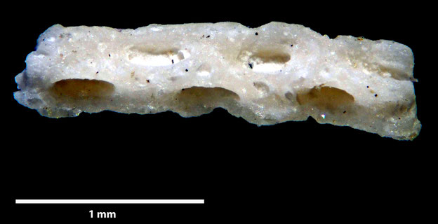 Senckenberg, Bryozoa, Bryozoen, Moostierchen, Sammlung Voigt