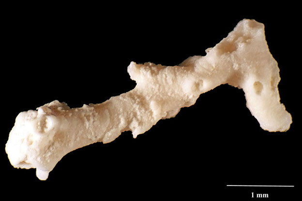 Senckenberg, Bryozoa, Bryozoen, Moostierchen, Sammlung Voigt