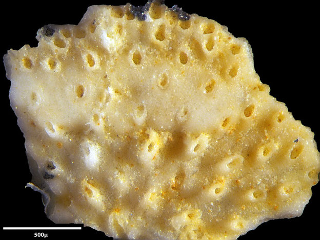 Senckenberg, Bryozoa, Bryozoen, Moostierchen, Sammlung Voigt