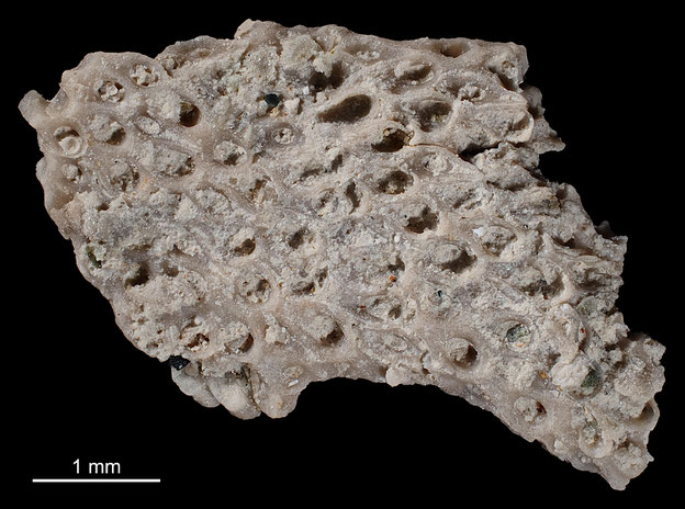 Senckenberg, Bryozoa, Bryozoen, Moostierchen, Sammlung Voigt