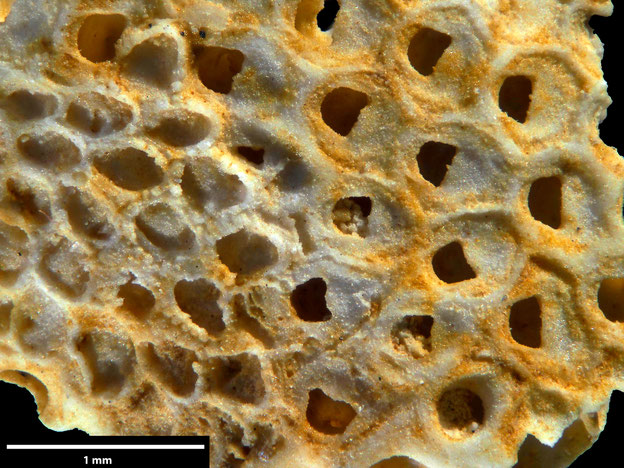 Senckenberg, Bryozoa, Bryozoen, Moostierchen, Sammlung Voigt