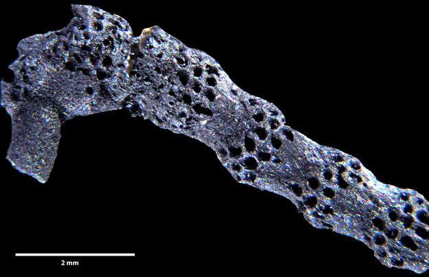 Senckenberg, Bryozoa, Bryozoen, Moostierchen, Sammlung Voigt