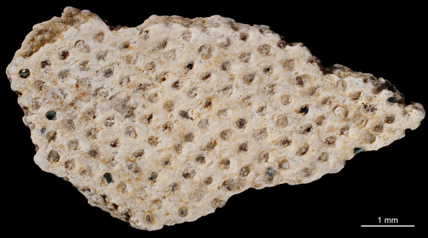 Senckenberg, Bryozoa, Bryozoen, Moostierchen, Sammlung Voigt