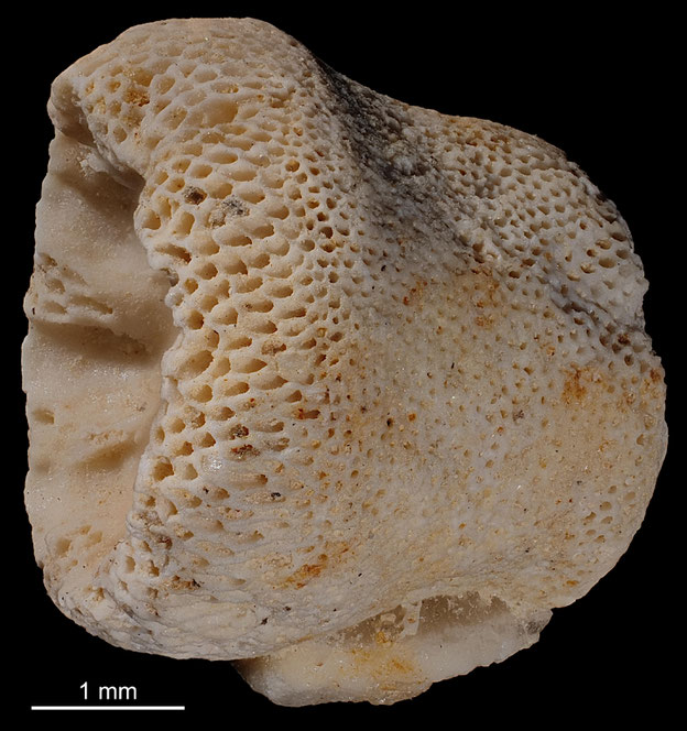 Senckenberg, Bryozoa, Bryozoen, Moostierchen, Sammlung Voigt