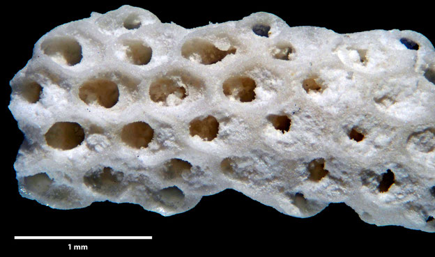 Senckenberg, Bryozoa, Bryozoen, Moostierchen, Sammlung Voigt