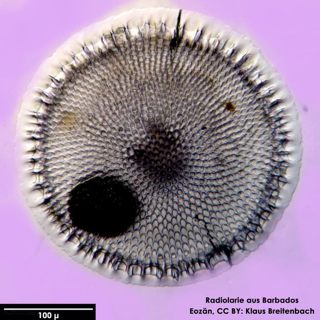 Radiolarie, Radiolarien, Senckenberg, fossil, Eozän, Barbados