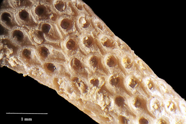 Senckenberg, Bryozoa, Bryozoen, Moostierchen, Sammlung Voigt