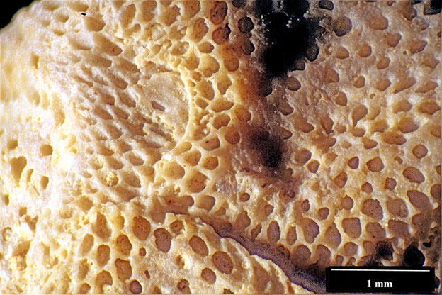 Senckenberg, Bryozoa, Bryozoen, Moostierchen, Sammlung Voigt