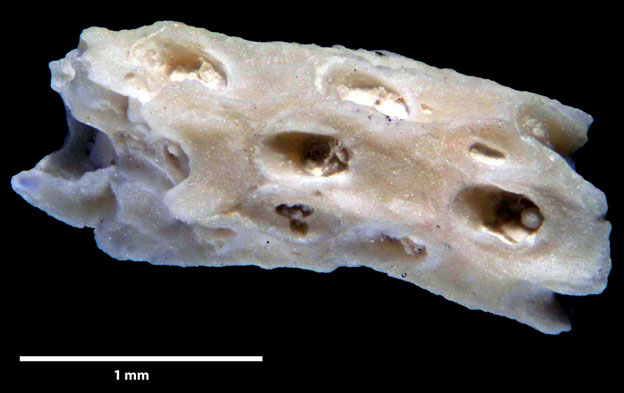 Senckenberg, Bryozoa, Bryozoen, Moostierchen, Sammlung Voigt