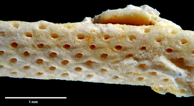 Senckenberg, Bryozoa, Bryozoen, Moostierchen, Sammlung Voigt