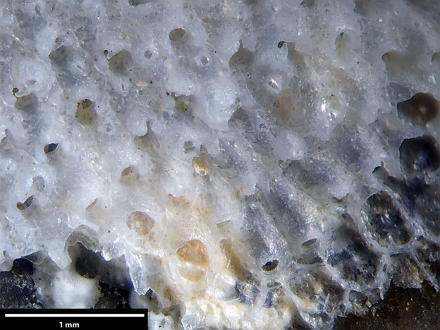 Senckenberg, Bryozoa, Bryozoen, Moostierchen, Sammlung Voigt