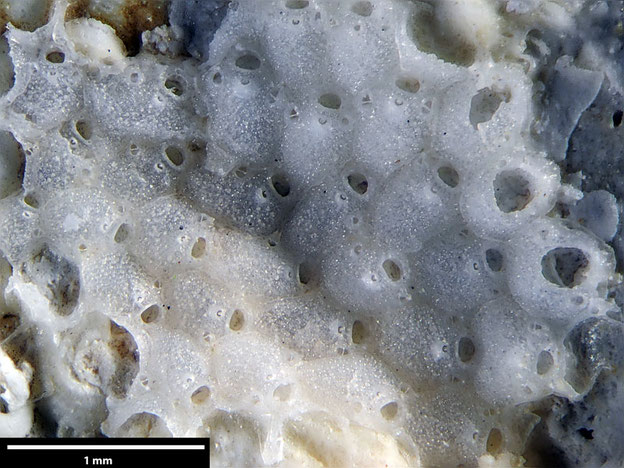 Senckenberg, Bryozoa, Bryozoen, Moostierchen, Sammlung Voigt