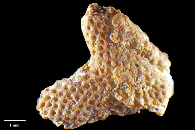 Senckenberg, Bryozoa, Bryozoen, Moostierchen, Sammlung Voigt