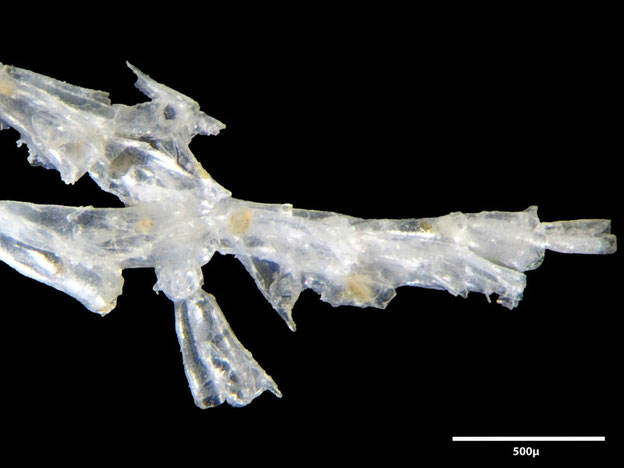 Senckenberg, Bryozoa, Bryozoen, Moostierchen, Sammlung Voigt