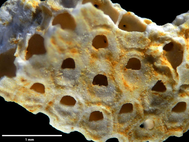 Senckenberg, Bryozoa, Bryozoen, Moostierchen, Sammlung Voigt
