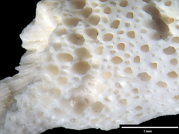 Senckenberg, Bryozoa, Bryozoen, Moostierchen, Sammlung Voigt