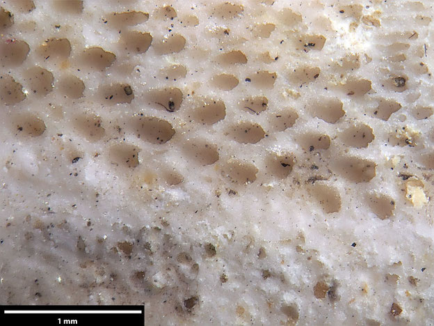 Senckenberg, Bryozoa, Bryozoen, Moostierchen, Sammlung Voigt