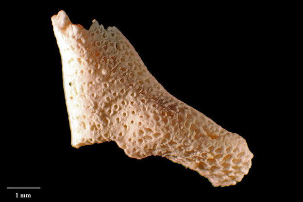 Senckenberg, Bryozoa, Bryozoen, Moostierchen, Sammlung Voigt