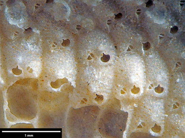 Senckenberg, Bryozoa, Bryozoen, Moostierchen, Sammlung Voigt