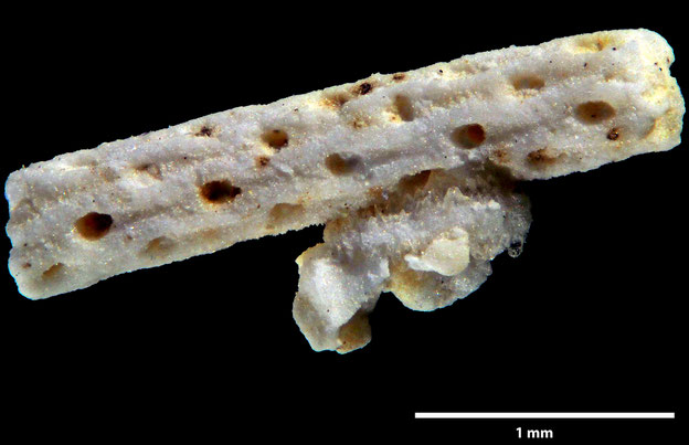 Senckenberg, Bryozoa, Bryozoen, Moostierchen, Sammlung Voigt