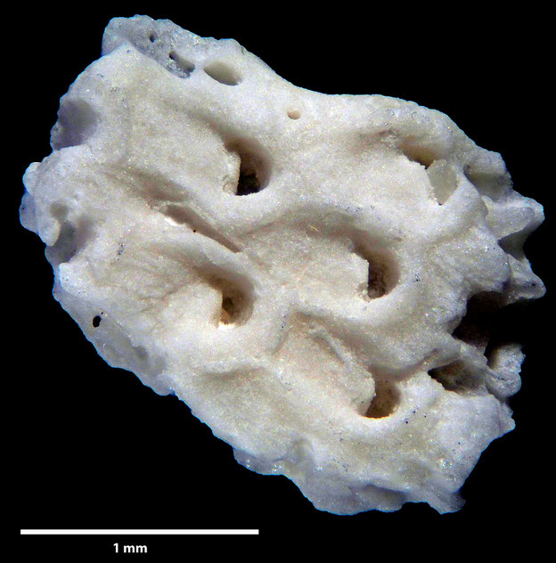 Senckenberg, Bryozoa, Bryozoen, Moostierchen, Sammlung Voigt