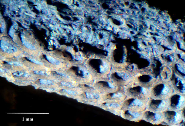 Senckenberg, Bryozoa, Bryozoen, Moostierchen, Sammlung Voigt