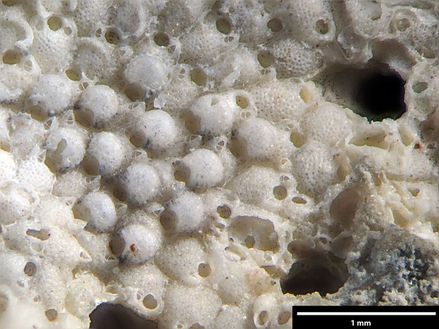 Senckenberg, Bryozoa, Bryozoen, Moostierchen, Sammlung Voigt