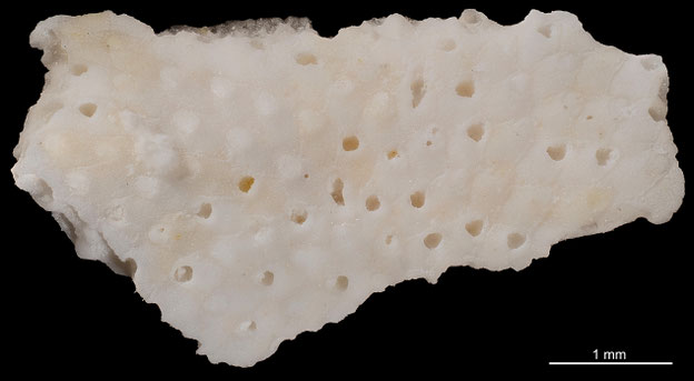 Senckenberg, Bryozoa, Bryozoen, Moostierchen, Sammlung Voigt