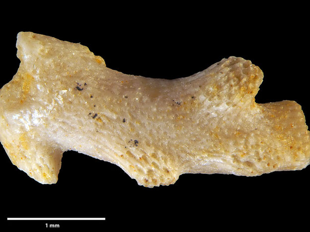 Senckenberg, Bryozoa, Bryozoen, Moostierchen, Sammlung Voigt