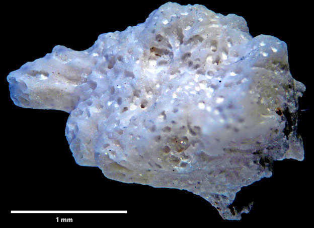Senckenberg, Bryozoa, Bryozoen, Moostierchen, Sammlung Voigt