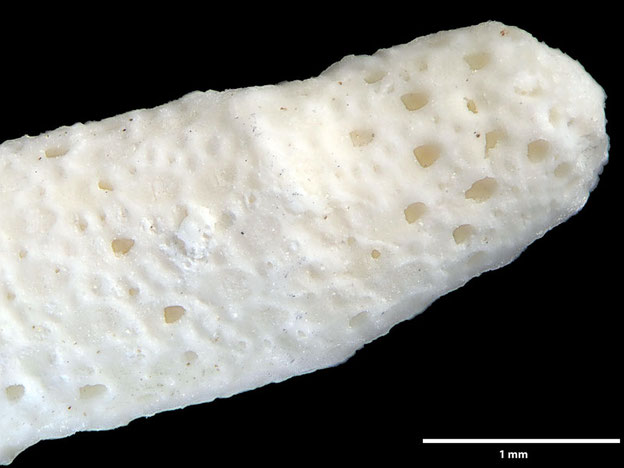 Senckenberg, Bryozoa, Bryozoen, Moostierchen, Sammlung Voigt