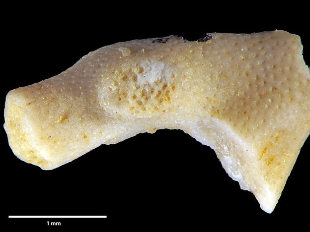 Senckenberg, Bryozoa, Bryozoen, Moostierchen, Sammlung Voigt