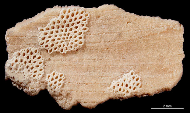 Senckenberg, Bryozoa, Bryozoen, Moostierchen, Sammlung Voigt