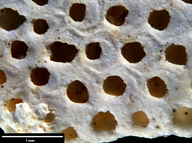Senckenberg, Bryozoa, Bryozoen, Moostierchen, Sammlung Voigt