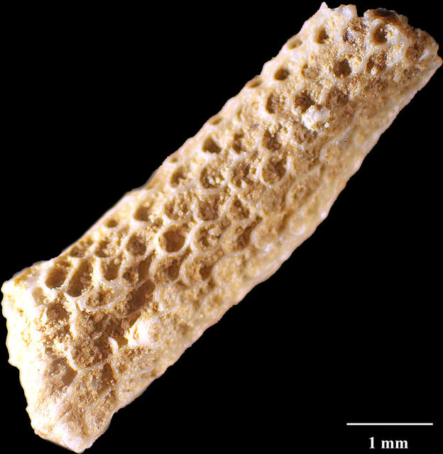 Senckenberg, Bryozoa, Bryozoen, Moostierchen, Sammlung Voigt