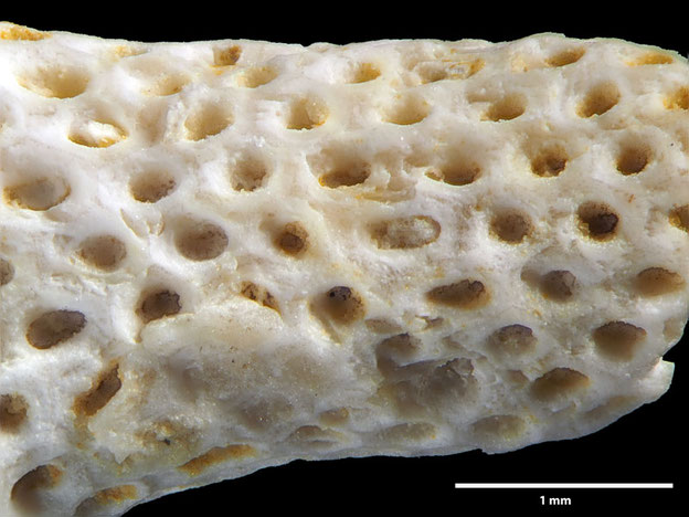 Senckenberg, Bryozoa, Bryozoen, Moostierchen, Sammlung Voigt