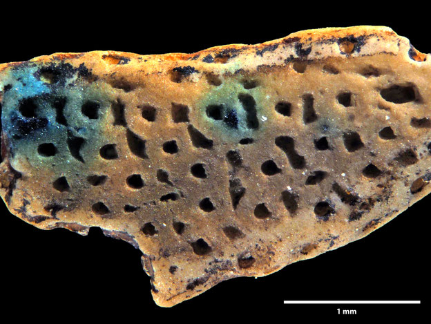 Senckenberg, Bryozoa, Bryozoen, Moostierchen, Sammlung Voigt