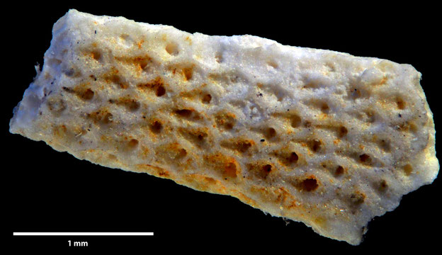Senckenberg, Bryozoa, Bryozoen, Moostierchen, Sammlung Voigt