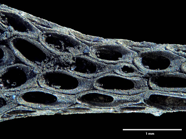 Senckenberg, Bryozoa, Bryozoen, Moostierchen, Sammlung Voigt