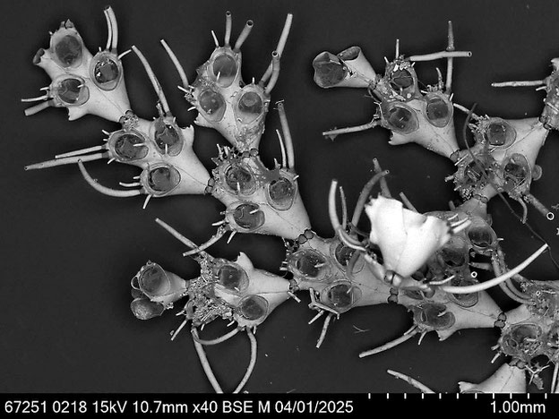 Senckenberg, Bryozoa, Bryozoen, Moostierchen, Sammlung Voigt